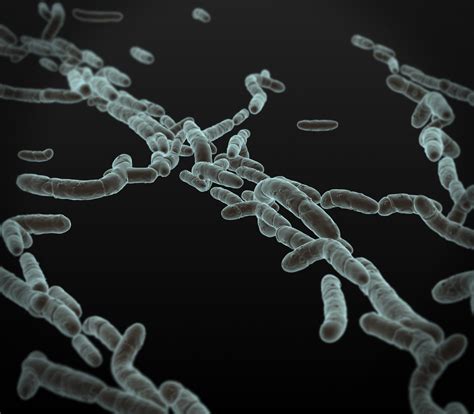 3D bacteria actinobacteria - TurboSquid 1168726