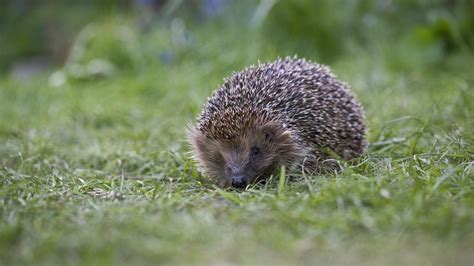 Aberdeenshire town's bid to attract wildlife to green spaces