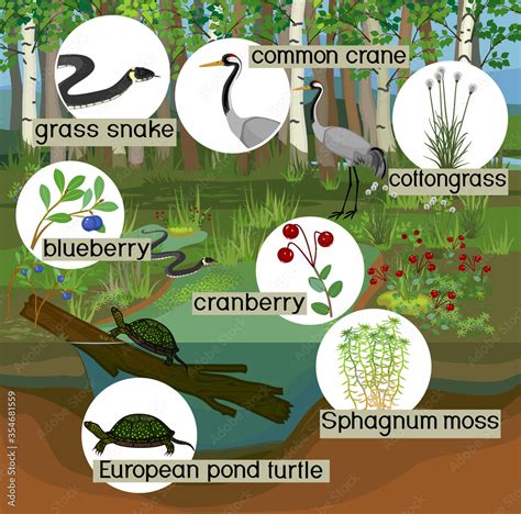 Ecosystem of swamp. Different swamp inhabitants with title: animals and ...