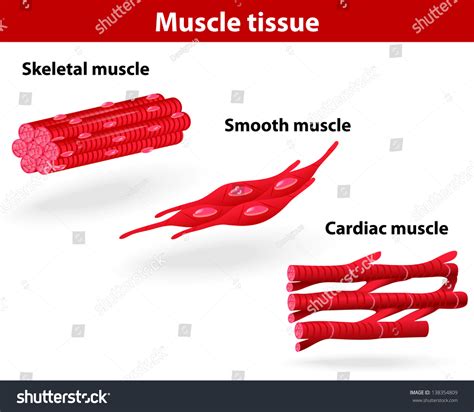 Types Muscle Tissue Skeletal Muscle Smooth Stock Illustration 138354809 ...