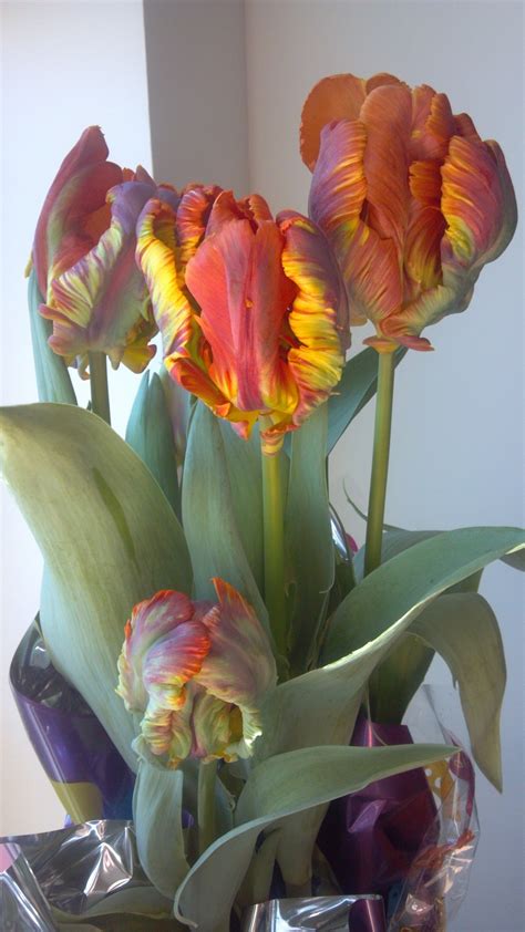 Real Rainbow Tulips? - Heels First Travel