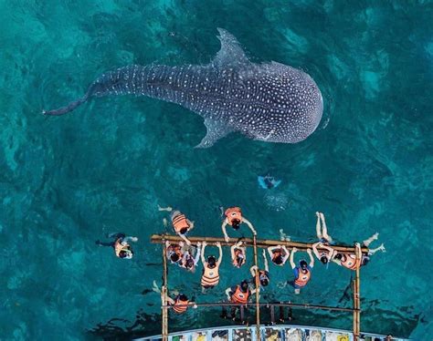 2022 Travel Guide: Whale Shark Watching in Oslob