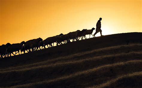 Shepherd leading his goats and sheep at sunset time | nfcsn.org