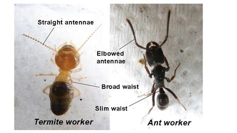 What do termites look like - Termite Web