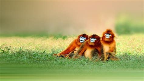 Golden Monkey Facts, Diet, Habitat and All Information