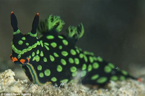 World’s First Two-Headed Neon ‘Toxic’ Sea Slug Discovered in Borneo ...