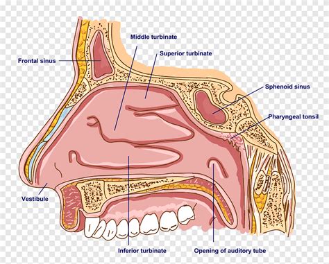 Struktur Dan Fungsi Hidung Lidah Dan Kulit – Tips And Solution