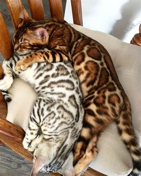 #bengals #boujee #katzen #meinMein Boujee Bengals - Katzen - | Bengal cat kitten, Beautiful cats ...