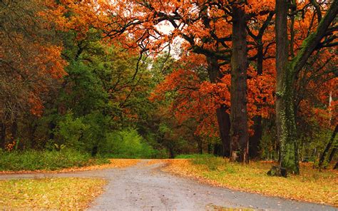 Wallpaper : autumn, wood, trees, road, track, intersection, crossroads ...