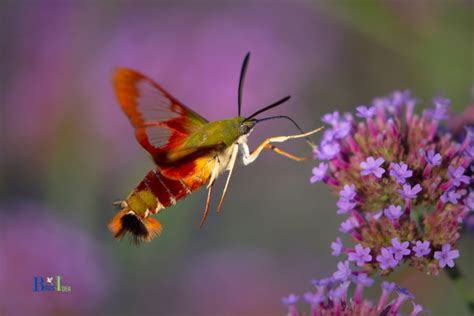 What Is A Hummingbird Moth? Facts, Characteristics And Behavior