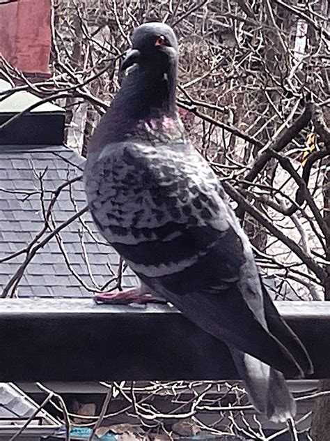 FROM MY BALCONY ? A ROCK DOVE or A ROCK PIGEON or A COMMON PIGEON # 2 ...