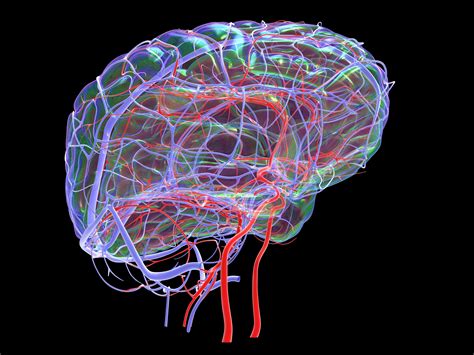 Anterior Cerebral Artery: Anatomy, Function, and Significance