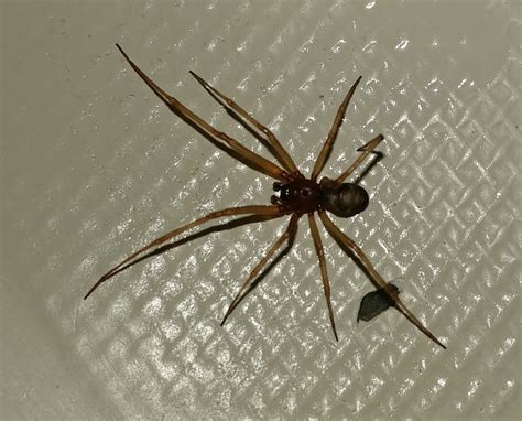 Male Steatoda grossa (False Black Widow) in Los Angeles, California United States