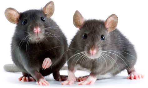 Rat Lifespan - How Long Do Pet Rats Live & How To Help Them Live Longer!