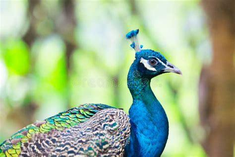 Peafowl stock photo. Image of peafowl, tropical, feathers - 16287824