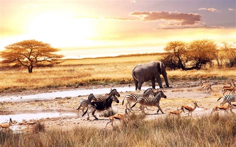 African Savanna Animals wallpapers and images - wallpapers, pictures ...