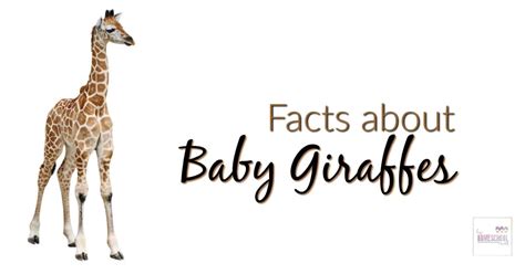 Facts About Baby Giraffes - Hip Homeschool Moms