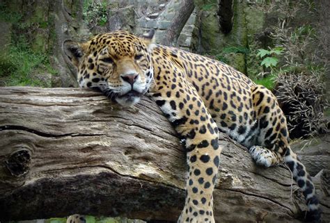 Little Critterz: Animal Profile: Amur Leopard