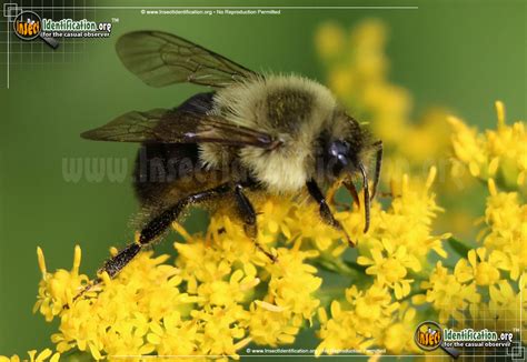 Common Eastern Bumble Bee