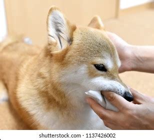 Shiba Inu Brushing Teeth Stock Photo 1137426002 | Shutterstock