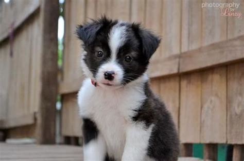 Chihuahua Border Collie Mix - Pets Lovers