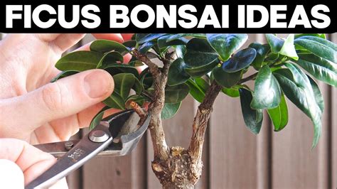 Pruning And Shaping Ficus Bonsai Tree [2024 Update] - BonsaiMadeEasy