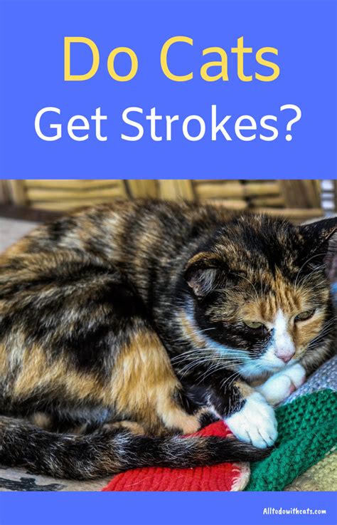 Cat Having Stroke Symptoms