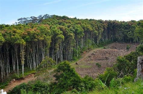 Pohon Kayu Manis Beserta dengan Khasiat, Manfaat dan Jenis-jenisnya