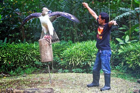 Descubre TU MUNDO: Imágenes: La espectacular águila filipina