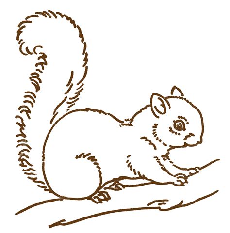 Free Line Art Images - Squirrel Drawings - The Graphics Fairy