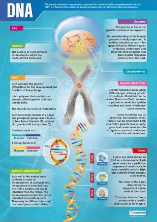 DNA Poster | Teaching biology, Science teaching resources, Science poster