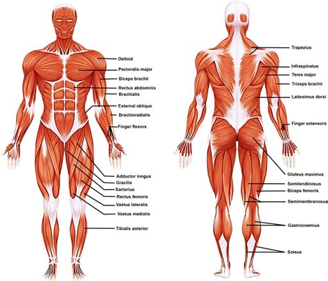 Chapter 3: The Muscular System