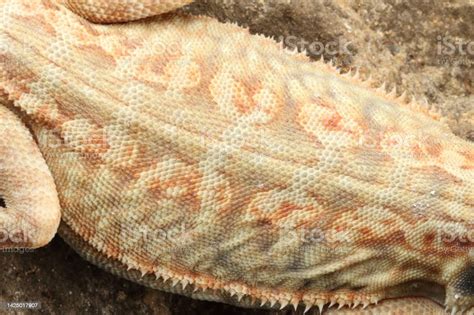 Bearded Dragon Scale Detail Stock Photo - Download Image Now - Animal ...