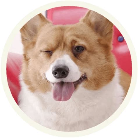 Sticker Maker - Funny corgi