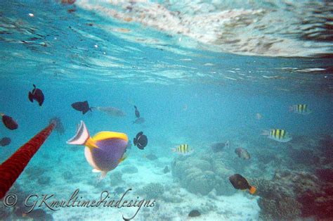 Anything Under The Sun: Snorkeling @ Maldives