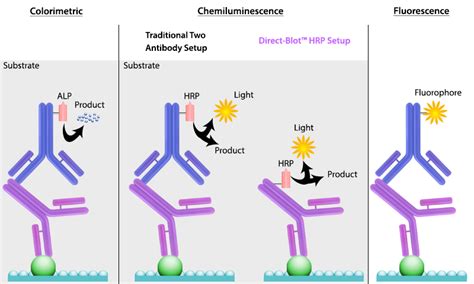 Protein Protein Conjugation Techniques and Methods - SciGine