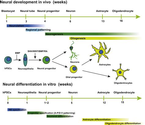 Neural Subtype Specification from Human Pluripotent Stem Cells: Cell Stem Cell