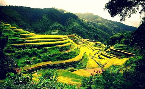 Which Island to Visit in Philippines? | Cool places to visit, Places to visit, Rice terraces