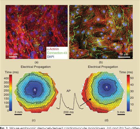 Figure 1 from Cardiac tissue engineering using stem cells [Cellular ...