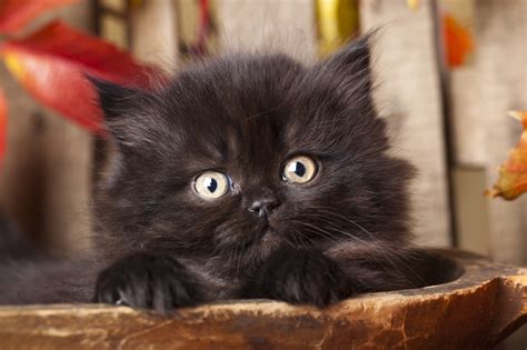 National Black Cat Day 2016: Why don't people adopt black cats?