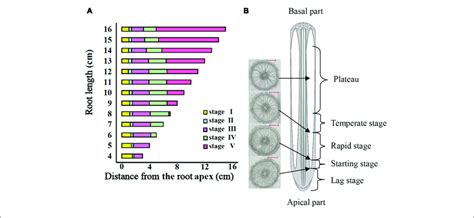 | The entire period of aerenchyma formation in rice roots. (A) Five ...