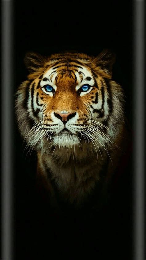 Tigre negro, negro, tigre, Fondo de pantalla móvil HD | Peakpx