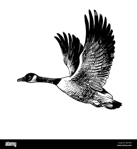 Flying Canadian wild goose bird. Ink black and white drawing Stock ...