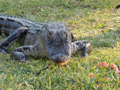 The 8 Main Differences Between Alligators and Crocodiles - Owlcation