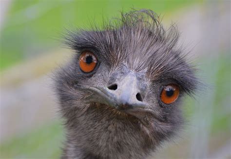 Emu stare | Australian birds, Emu, Cassowary