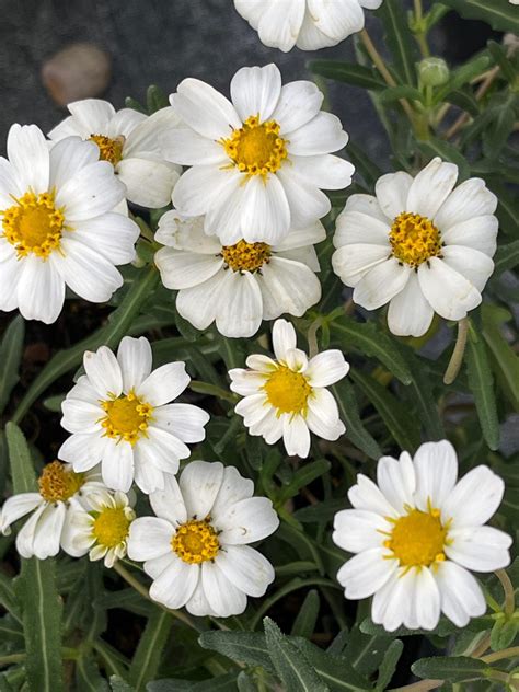 Native Perennials for Central Texas - Backbone Valley Nursery