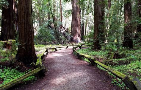 Armstrong Redwoods State Natural Reserve, Guerneville, CA - California ...