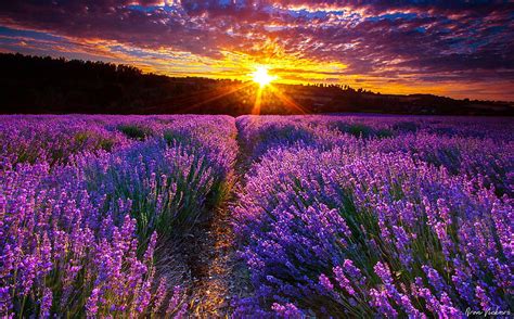 Lavender for (Page 1), Lavender Garden HD wallpaper | Pxfuel