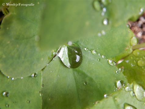 Fotografie in de regen / Fotografie | Wereldspotter.nl