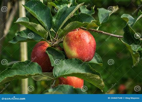 Royal Gala Apples on the Tree Branch in Autumn Farm Closeup. Stock ...